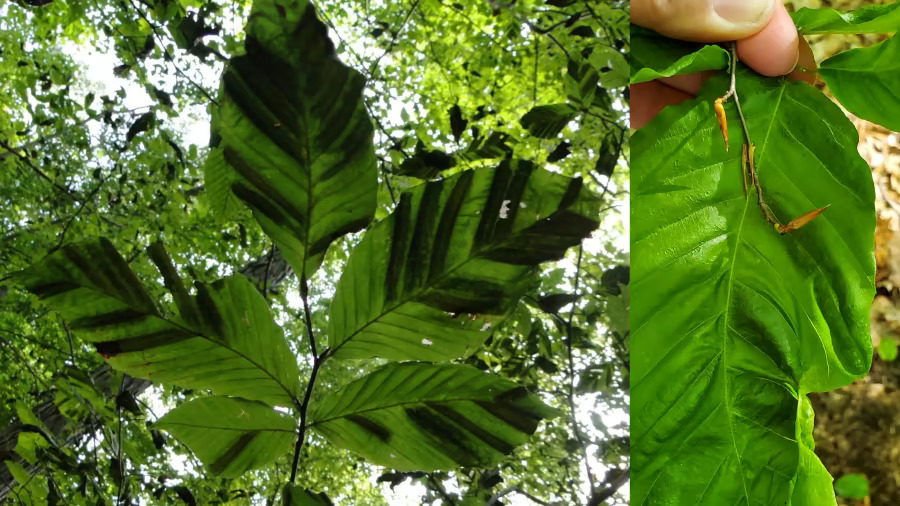 Protecting Michigan’s 37 Million American Beech Trees from Invasive Beech Leaf Disease.