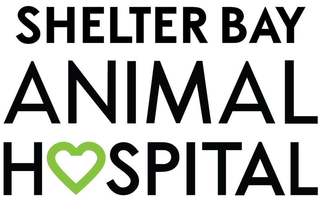 Shelter Bay Animal Hospital: A New Tail in Novi’s Pet Care Story