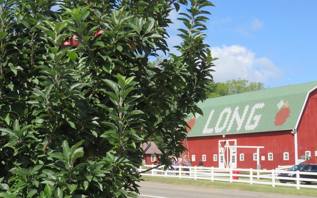 Experience the Joy of Apple Picking at Long Family Orchard & Cider Mill