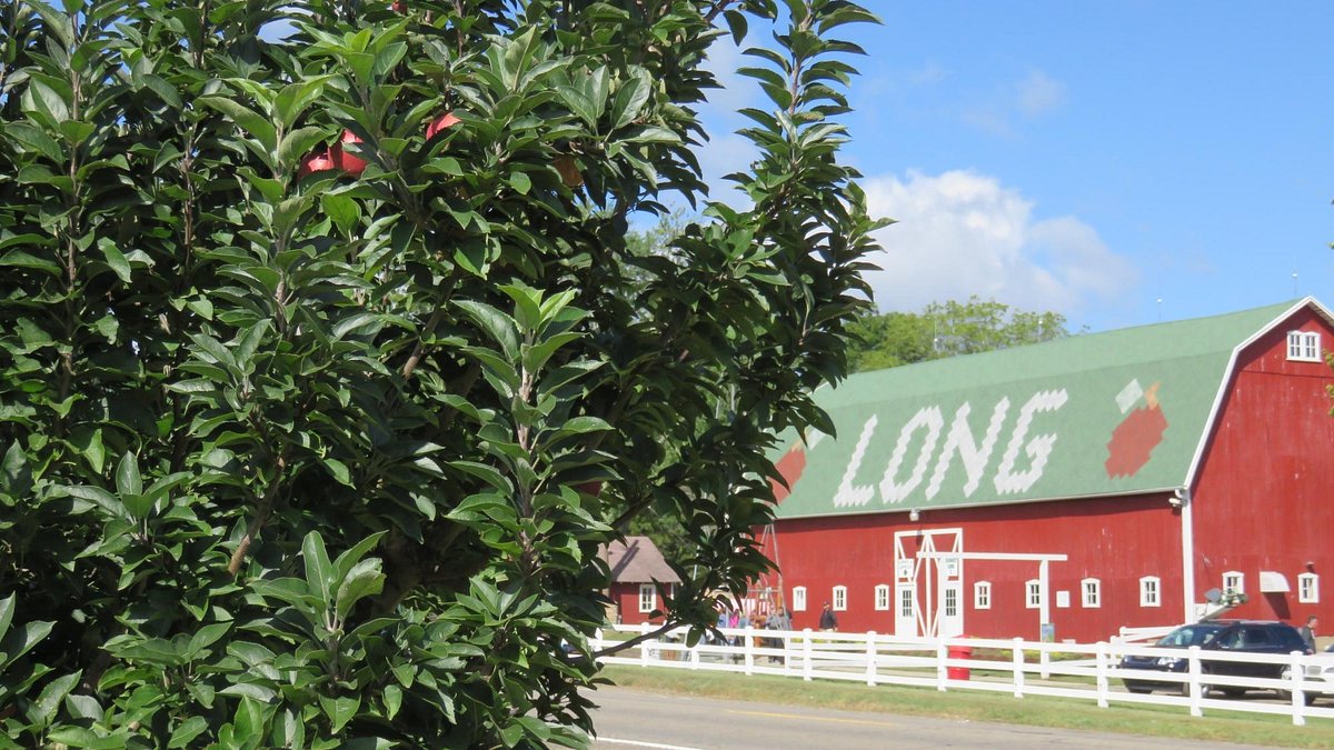 Experience the Joy of Apple Picking at Long Family Orchard & Cider Mill